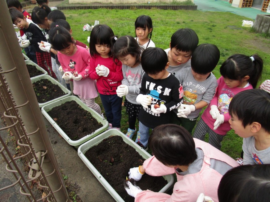 チューリップの球根植えをしました。